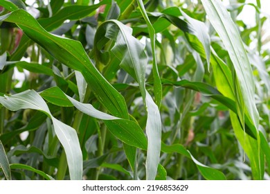 Corn Tree On The Corn Field