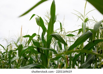 Corn Tree On The Corn Field