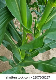 
A Corn Tree On Which Corn Is Grown.