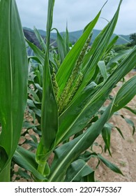 
A Corn Tree On Which Corn Is Grown.