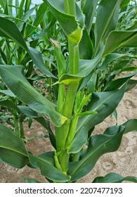 
A Corn Tree On Which Corn Is Grown.