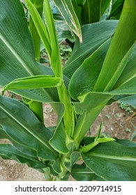 
A Corn Tree On Which Corn Is Grown.