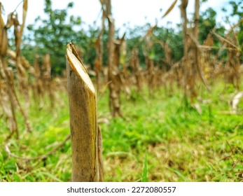 Corn tree residue after harvest