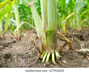 Corn Tree Roots.