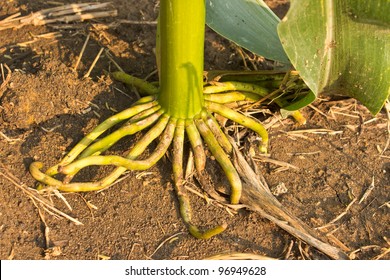 Corn Tree Roots