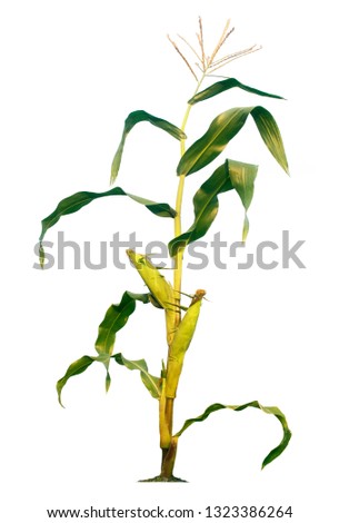 Corn trees isolated on a white background with clipping paths for garden design.A popular grain crop that is used for cooking or processing as animal food.