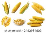 Corn vegetable fruit, many angles and view side top front cluster stalk group cut isolated on background cutout file. Mockup template for artwork graphic design	
