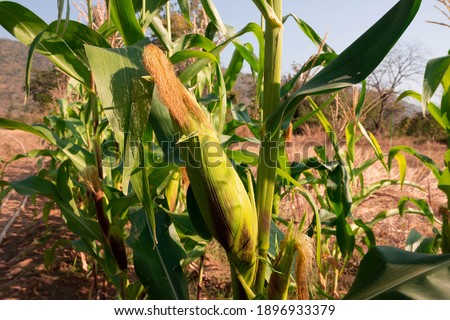 Corn waitng to be harvested