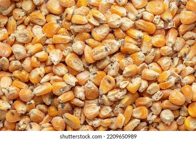 Corn Weevil, Maize Weevil Beetles ,Maize Grain Weevil, Insect Damaged Corn Kernels