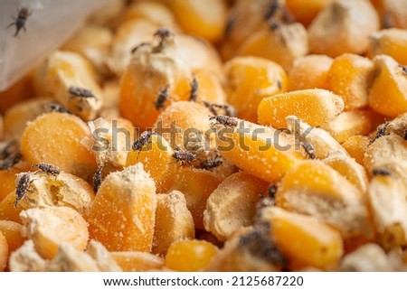 Corn weevil, Maize weevil beetles ,Maize grain weevil, Insect damaged corn kernels