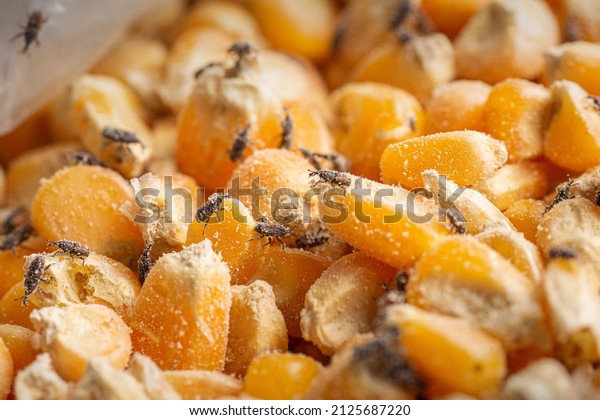 Corn weevil, Maize weevil beetles ,Maize\
grain weevil, Insect damaged corn\
kernels