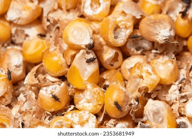 Corn weevil, Maize weevil beetles  insect damaged corn grain.