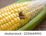 Corn worm - Caterpillar corn borer important pest of corn crop, agricultural problems pest and plant disease concept 