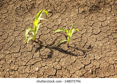 Corn, Young Seedling Dry Earth