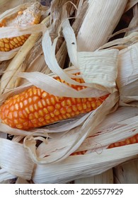 Corn (Zea Mays L.) Is A Grass Plant And Single Seed (monocot). Pile Of Corn Placed In A Container