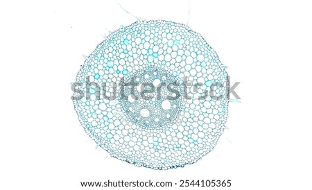Corn (Zea mays) root cross-section under the microscope. Cross-section of monocot root