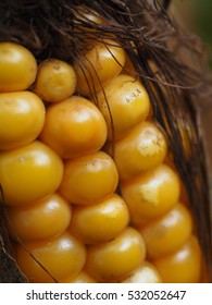 corncob or maiz cob 
