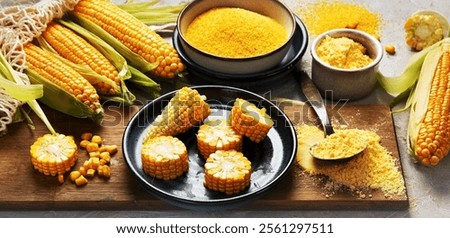 Corncobs and corn groats on gray background. Harvest food concept. panorama
