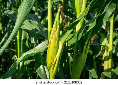 Corncobs covered with green leaves in the field