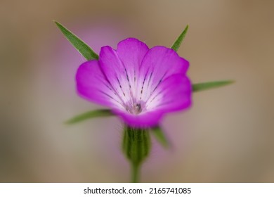 7,674 Caryophyllaceae Images, Stock Photos & Vectors | Shutterstock