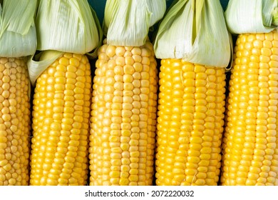 Corncons Or Corn Ears In Husk. Fresh Vegetable Maize Crop. Close Up Macro View.