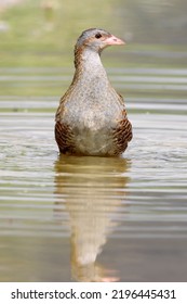 Corncrake (Crex Crex). A Very Rare Bird In The Rail Family.