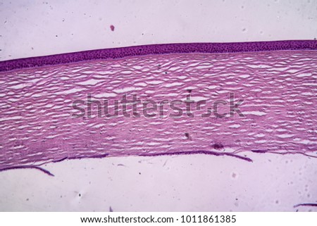 Cornea eye tissue under the microscope 100x