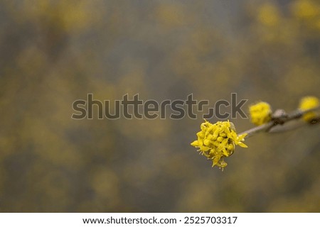 Similar – Image, Stock Photo dogwood Evening Branch