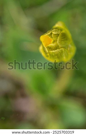 Similar – Image, Stock Photo dogwood Evening Branch