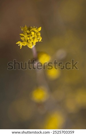 Similar – Image, Stock Photo dogwood Evening Branch