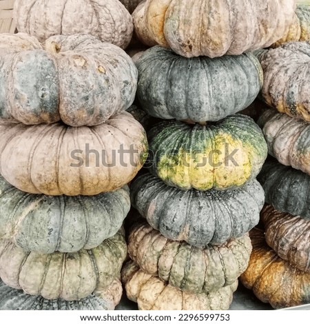 A corner arranged in rows of giant pumpkins.