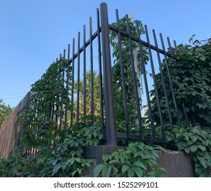 Corner of black fence with green vines of wild grapes on blue sky background. Protection for private property. Fence from rods.