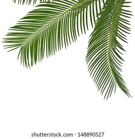 Corner Border Palm Leaves Close Copy Stock Photo 148890527 | Shutterstock