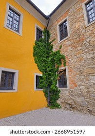 Corner of a building with brick wall and two windows covered by grapevine