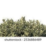 Corner bush isolated on white background. Single Tropical plant fence bush. green shrub isolated on white background. bush branch with green leaves. Shrub side view.