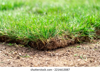 Corner Edge Of Newly Laid Turf Grass At The Landscaping Site. Straigh Line Of New Freshly Installed Green Rolled Lawn Grass