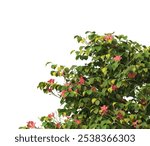 Corner flower bush isolated on white background. Single Tropical plant flower fence bush. green shrub isolated on white background. flower bush branch with green leaves. Shrub side view.