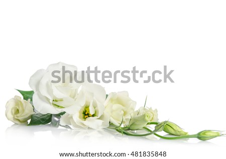 corner fron beautiful white eustoma flowers isolated on white background