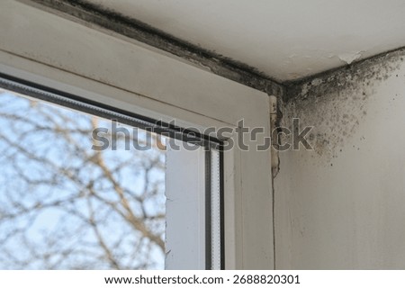 Corner of window frame covered with black mold and mildew. Dampness spreads to adjacent wall and window. Black moldy growth seen on window corner and surrounding areas. Clear dampness on walls 