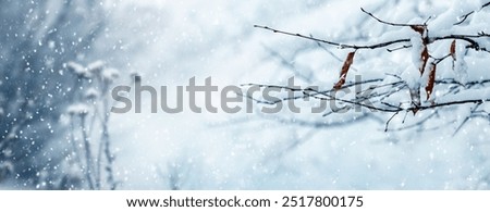 corner of winter forest with snow covered tree branches and dry plants in winter during snowfall on blurred background