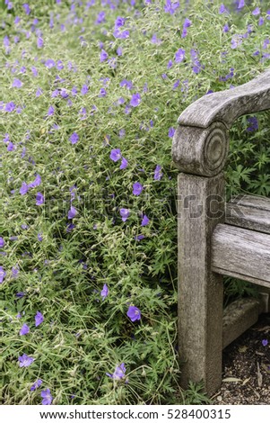 Corner of wooden bench by mound of geraniums (binomial name: Geranium 'Brookside'), also known as cranesbill, in a summer garden (shallow depth of field)