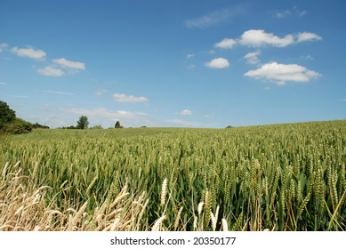 cornfied with trees on skyline
