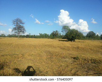 cornfield ad sky
