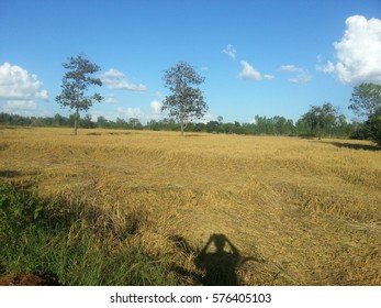 cornfield ad sky