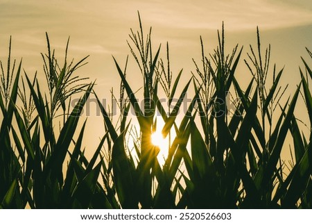 Cornfield backlit by the setting sun.