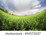 cornfield blue sky