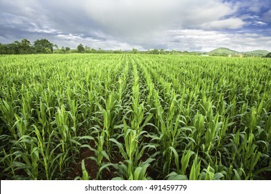 Cornfield And Blue Sky
