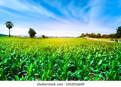 Farmer greenfields big city adventure