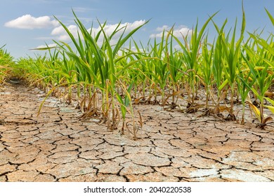 Cornfield With Corn Crop Damage And Cracked Soil. Weather Drought And Flooding Concept