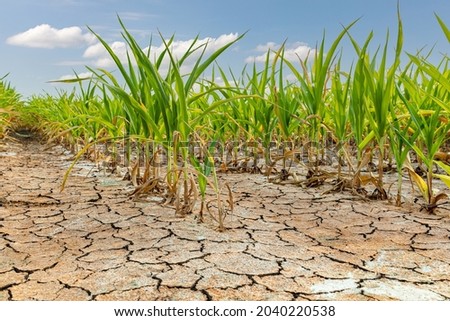 Cornfield with corn crop damage and cracked soil. Weather drought and flooding concept